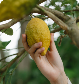 Hand plucks a lemon from a tree