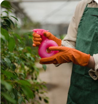 A person sprays the leaves