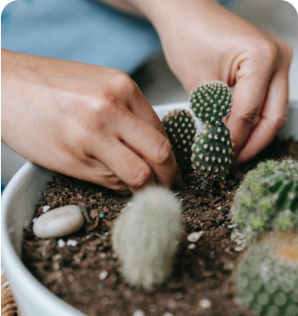 A man plants a cactus