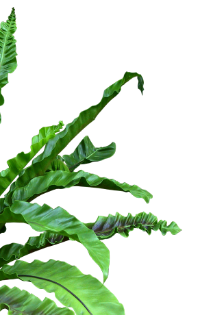 green-plant