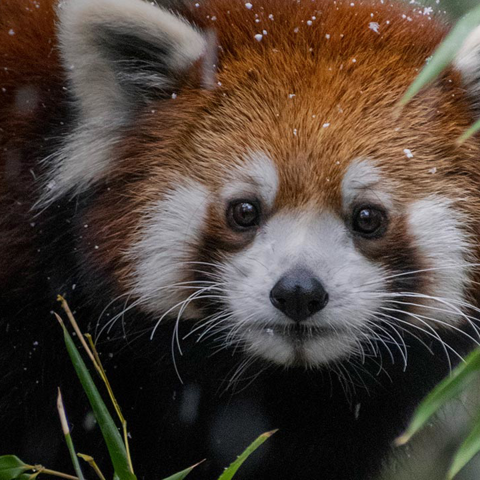 Pandas