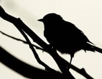 Bird photo