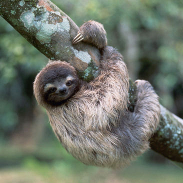 sloth