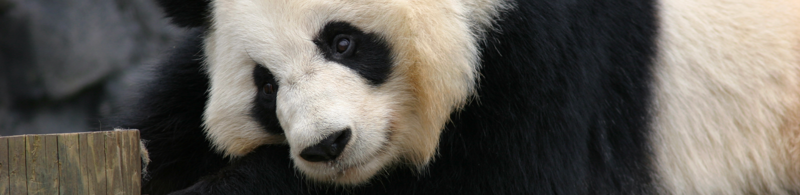 panda_bg