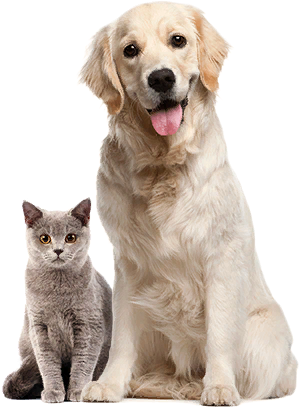 pets