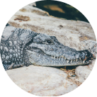 alligator