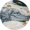 alligator