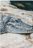 alligator