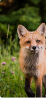 fox