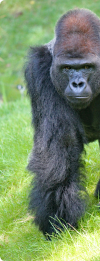 gorilla