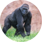 gorilla