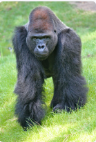 gorilla