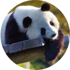 panda