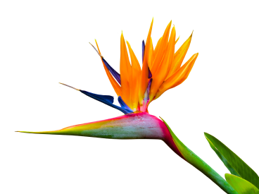 strelitzia_photo
