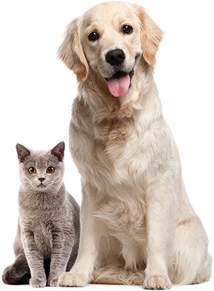 russian blue cat and labrador retriever