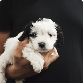 pets katrine