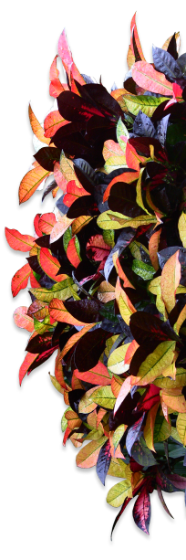 flowerBG