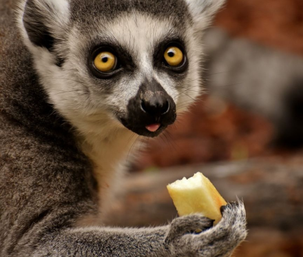 Lemur