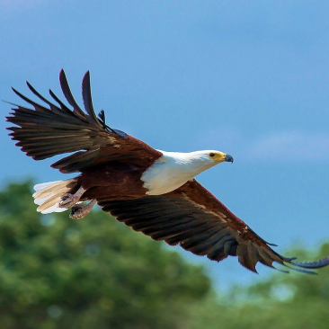EAGLES