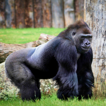 GORILLAS