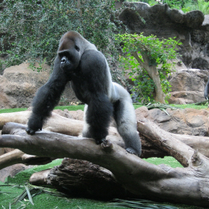 Gorillas