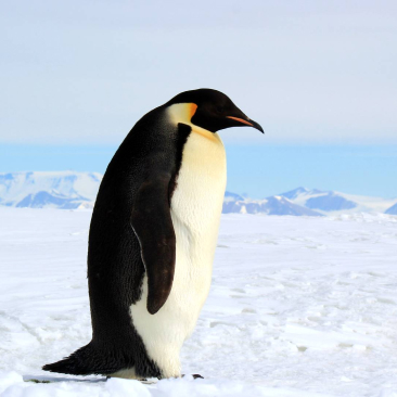 PENGUINS
