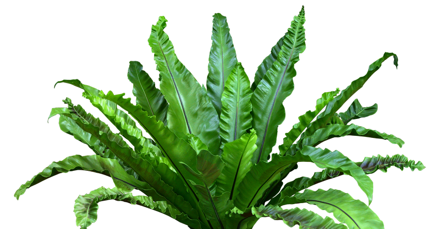 palm_foto