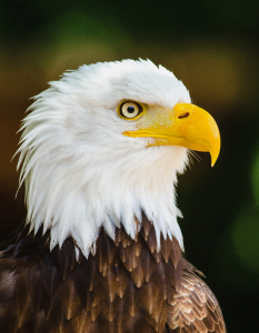 eagle