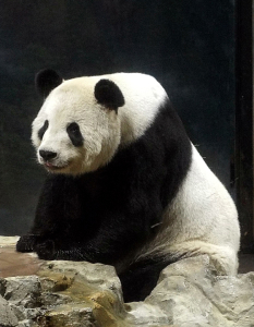 panda