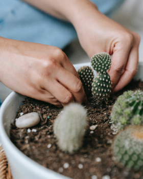 planting