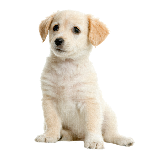 Jennifer dog