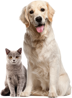 cat and dog