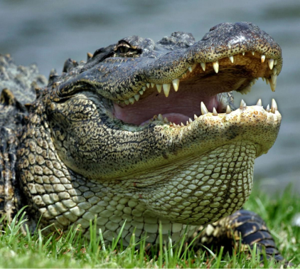 Alligator