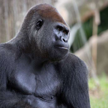 Gorilla