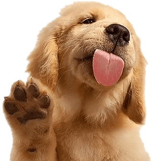 footer_dog