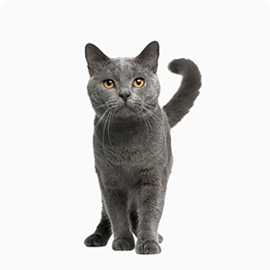 cat_pat