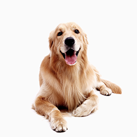 dog_pet