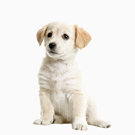 pappy_pet