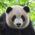 Shenshuping Panda Center