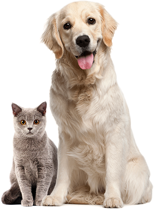 cat and dog