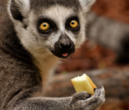 lemur