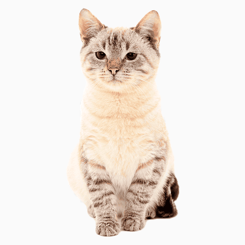 cat freddie