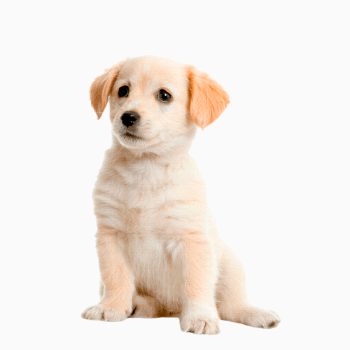 dog jennifer