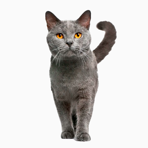 cat katrine