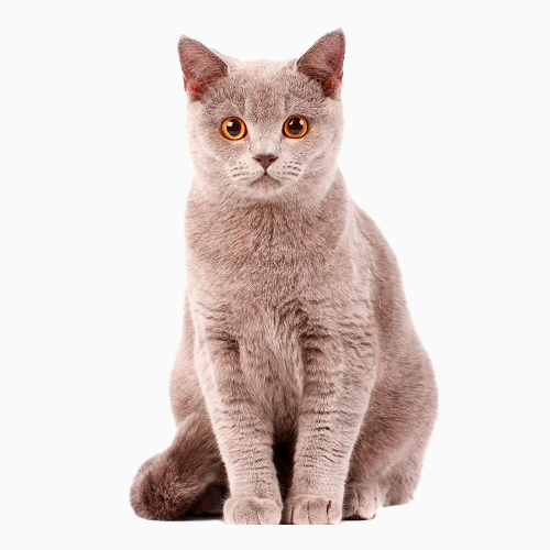 cat timmy