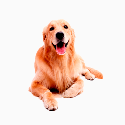 dog woody