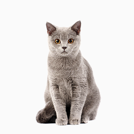 cat timmy