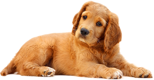 pets