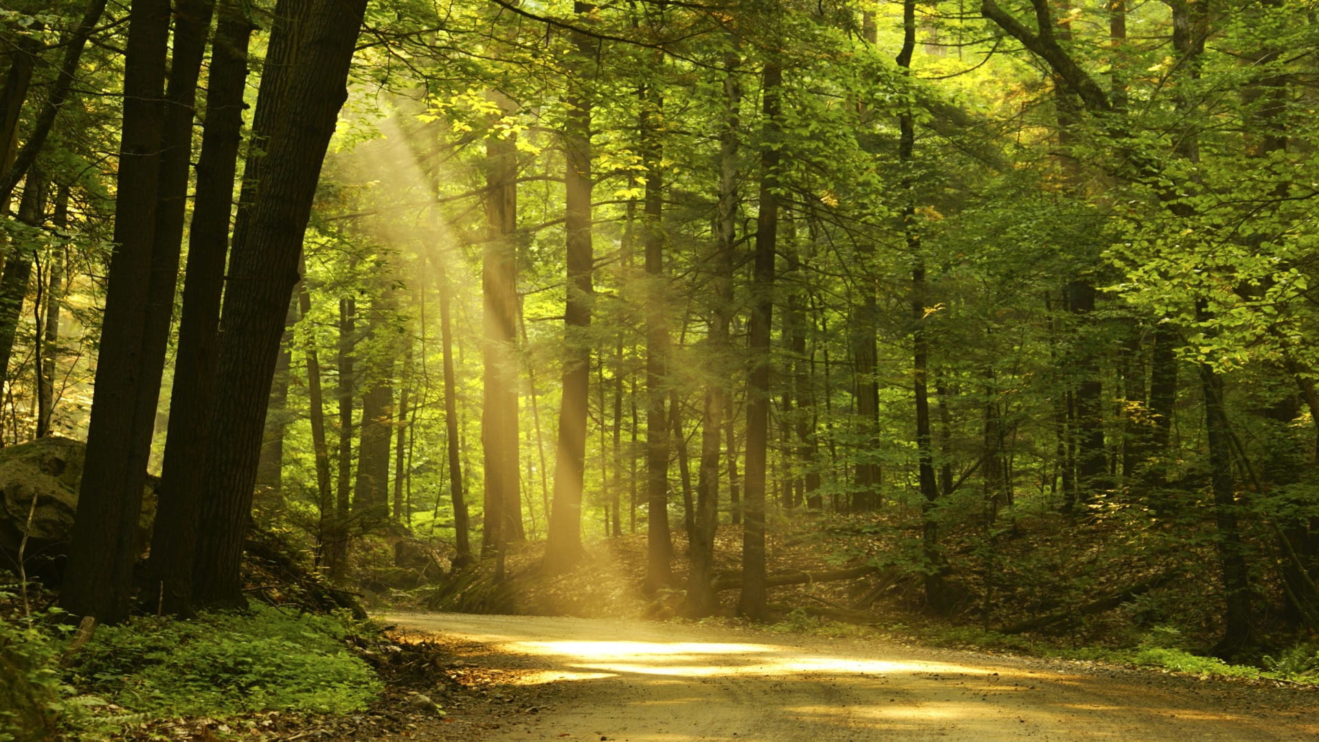 forest