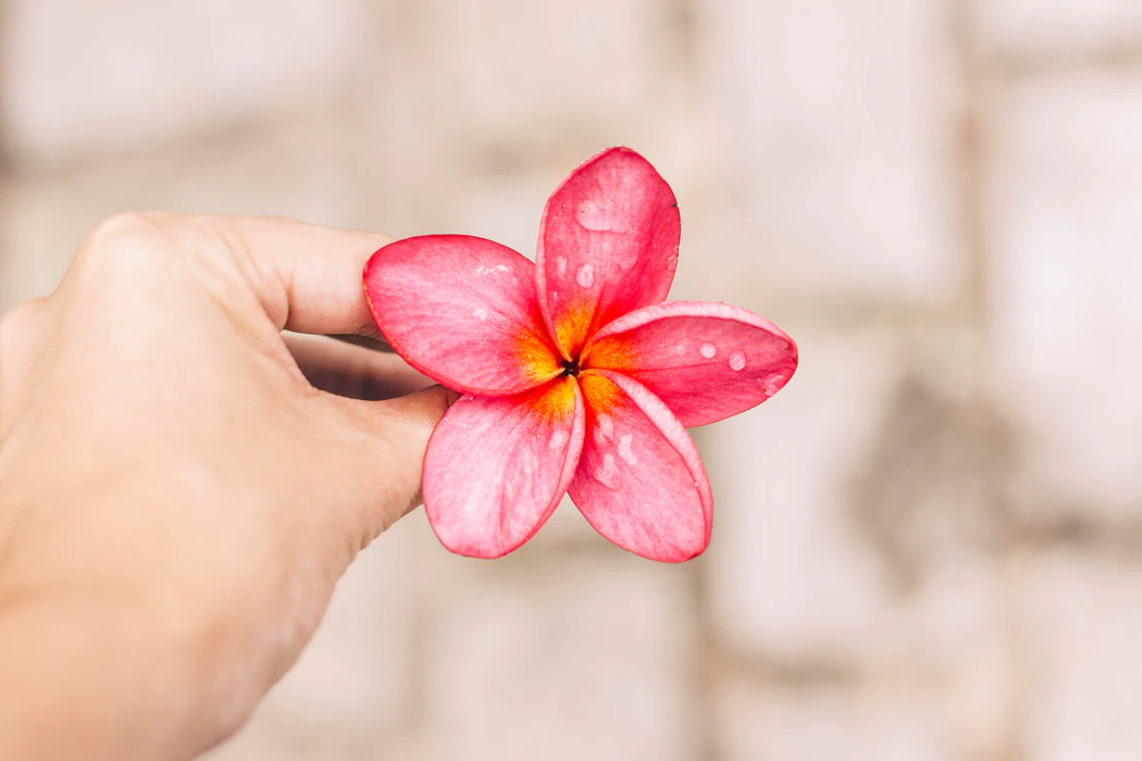 Nature flower